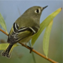 leafwarbler avatar