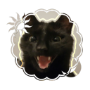 leafypaws avatar