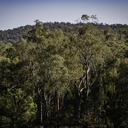 leardstateforest avatar