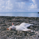 learning-myself avatar