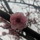 learningto-write avatar