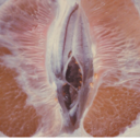 learningtobe-free avatar