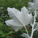 learningtrees avatar