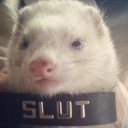 leatherdogbites avatar