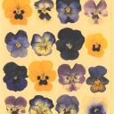 leathers-and-laces avatar