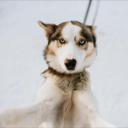 leavesandotherproblems avatar