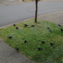 leavingsaidwoods avatar