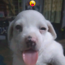 leavingthishere avatar