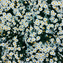 leben-ist-ironie avatar