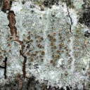 lecanora-allophana avatar