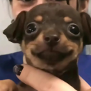 leche-de-cabra avatar