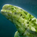 lechugathebeluga avatar