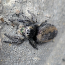 lee-likes-birds avatar