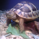 leelatortoise avatar