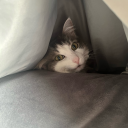 leetlesnakeygremlin avatar