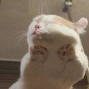 left-confused avatar