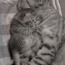 leftrunawayheart avatar