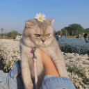 leftzombiecheesecake avatar