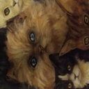 legendaryfreakflowershoe avatar