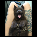 legendarymasterwolf avatar