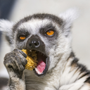 legendoflemur avatar