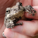 legendoflizid avatar