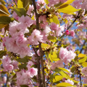 legolas-bromance avatar