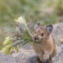 lehameau-delasouris avatar