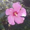 leifeaesthetic avatar