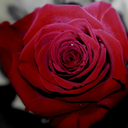 leiluna-ele-stelle avatar