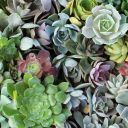 leiopython-rat avatar