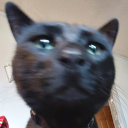 lemon-boywhy-blog avatar