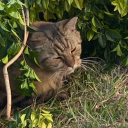 lemoness-cheese avatar