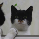 lemonmintcoughdrops avatar