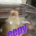 lemonrat-mainpage avatar