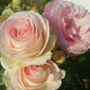 lemontaffy106 avatar