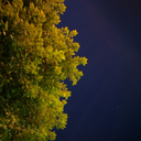 lemonybiscuit avatar