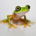 lemurleaffrog-blog avatar