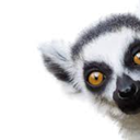 lemursrcool avatar