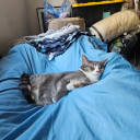 lenacat22-blog avatar