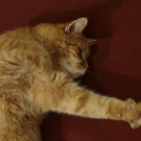 lenasendlhofer avatar