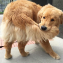 lenfantdesrues avatar