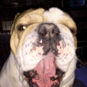 lenny-the-bulldog19 avatar