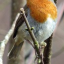 lense-behind-it-all avatar