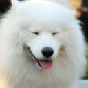 leo-in-vestimentis-ovium avatar