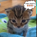 leoisnow-luca-exe avatar