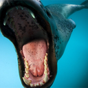 leopard-seals avatar