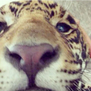 leopardgurl555 avatar