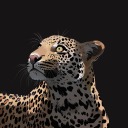 leopardlover avatar