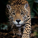 leopardrebel avatar